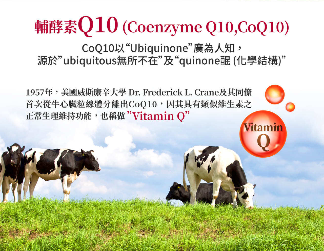 CoQ10中文名稱為輔酵素Q10，具有類似維生素之正常生理維持功能